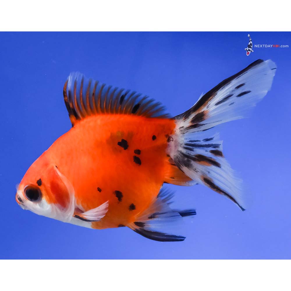 4.5” Imported Calico Ryukin