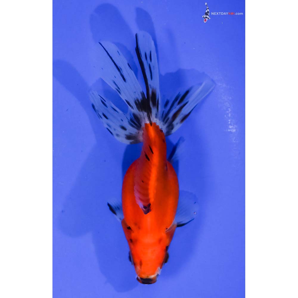 4.5” Imported Calico Ryukin