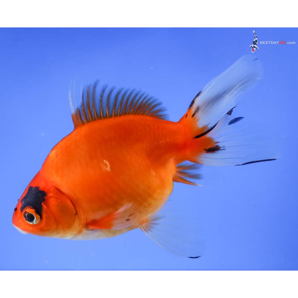 5” Imported Calico Ryukin