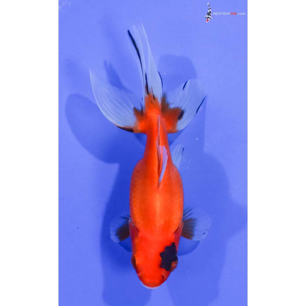 5” Imported Calico Ryukin