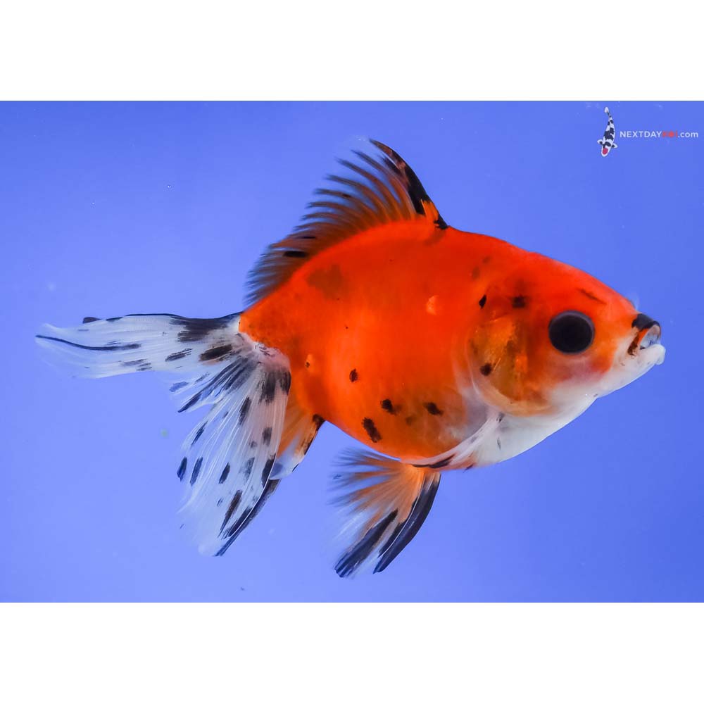 4.5” Imported Calico Ryukin