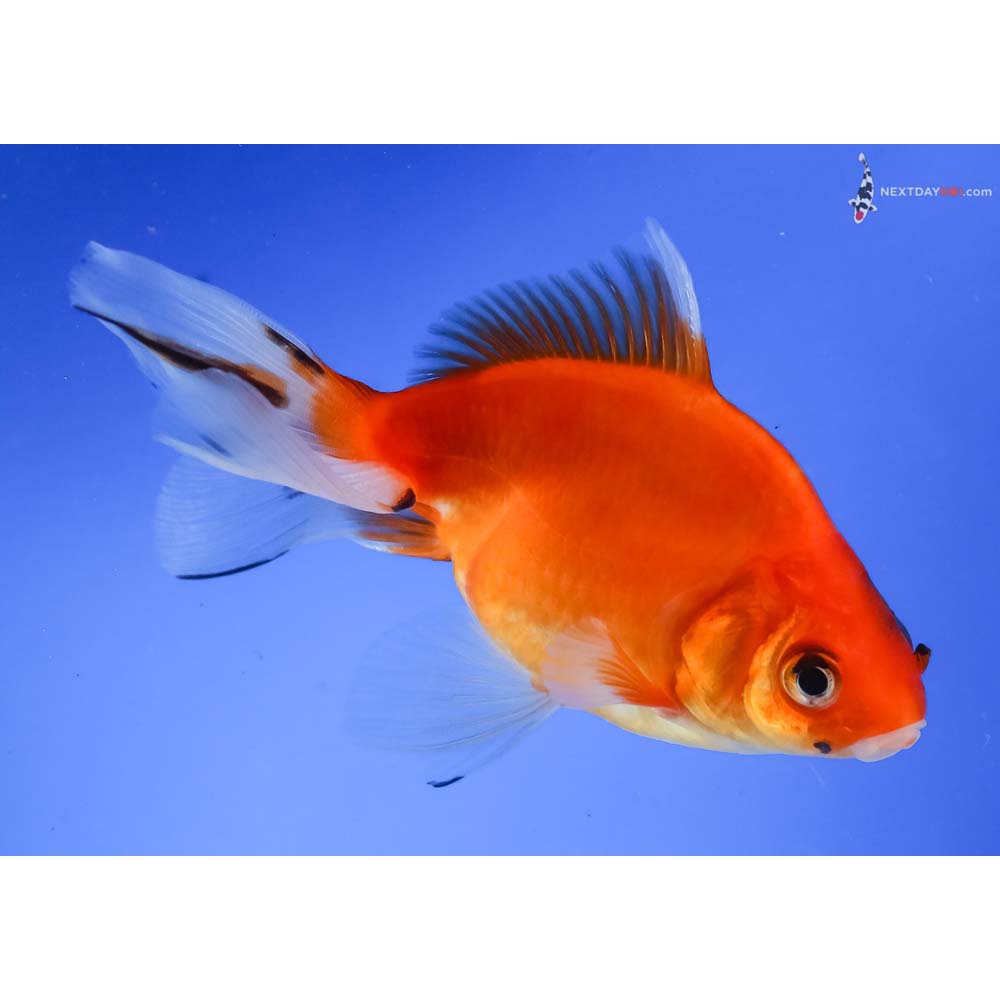 5” Imported Calico Ryukin