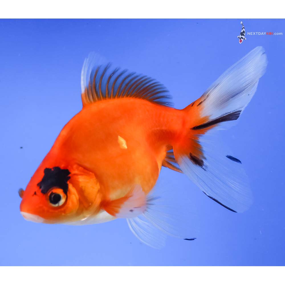 5” Imported Calico Ryukin