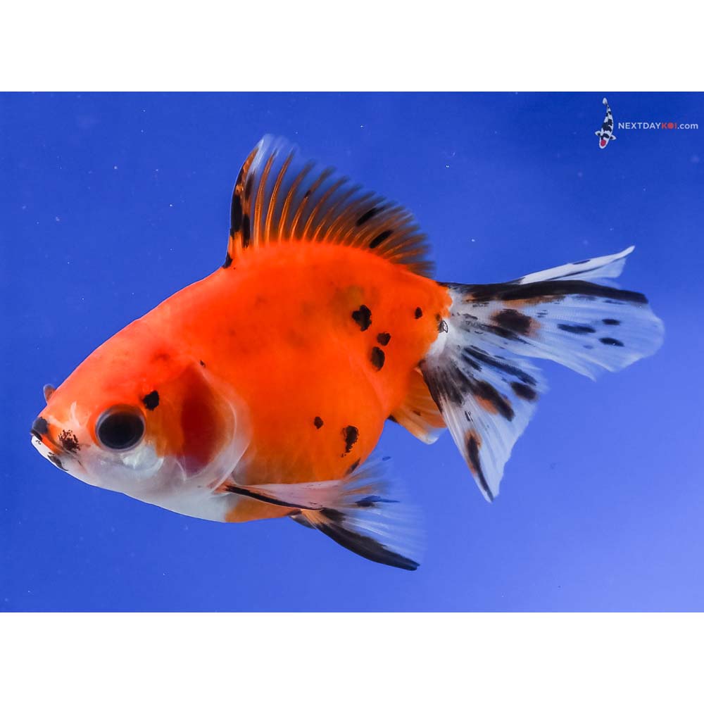 4.5” Imported Calico Ryukin