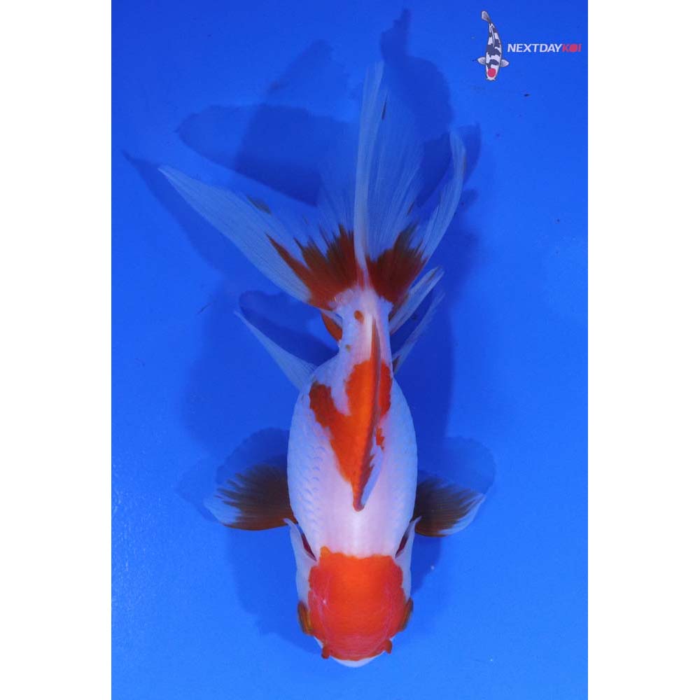 4.5” Imported Red and White Oranda