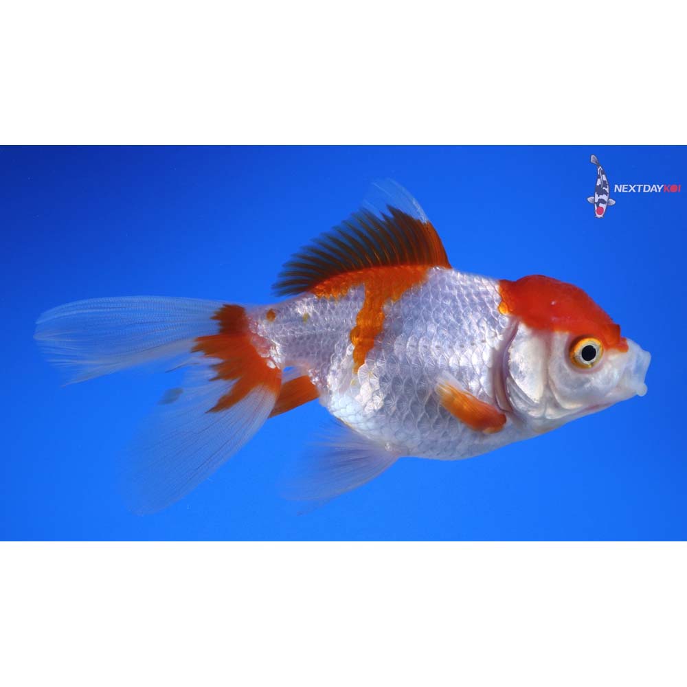 4.5” Imported Red and White Oranda