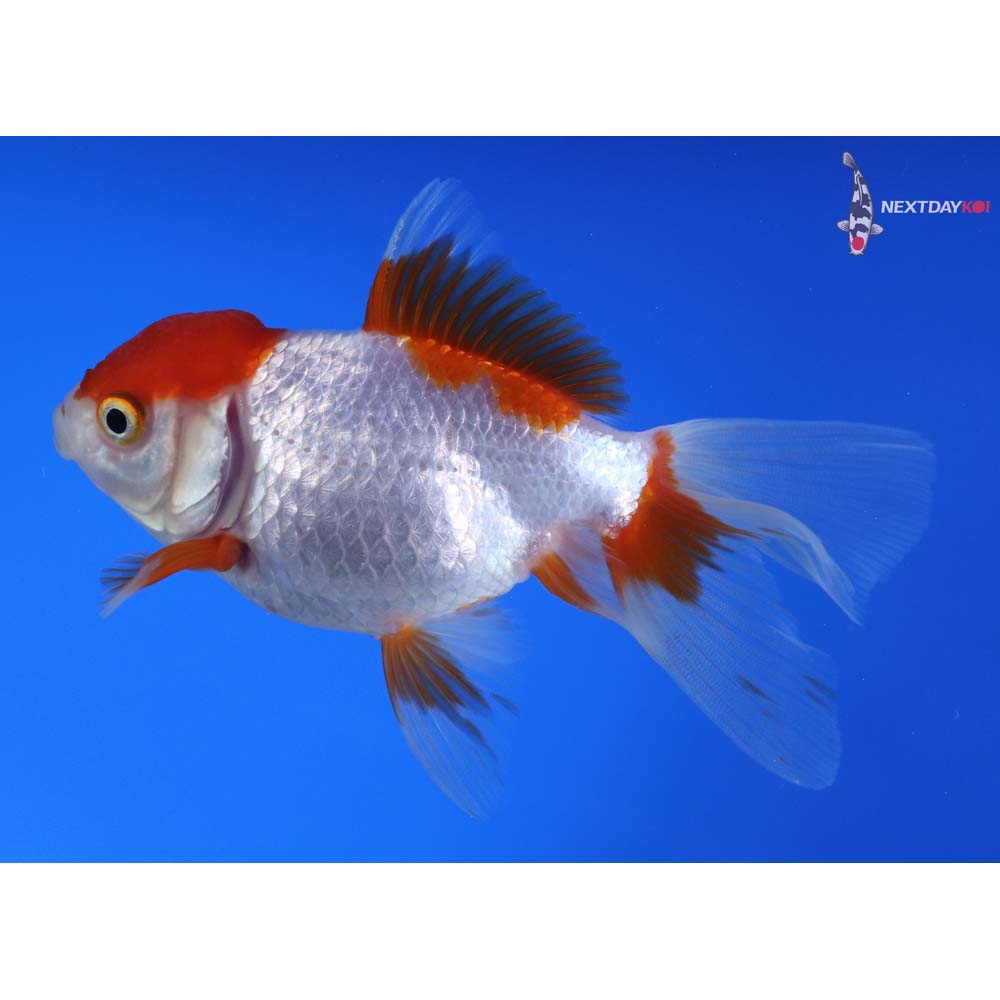 4.5” Imported Red and White Oranda