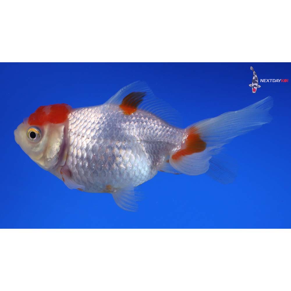 4.5” Imported Red and White Oranda