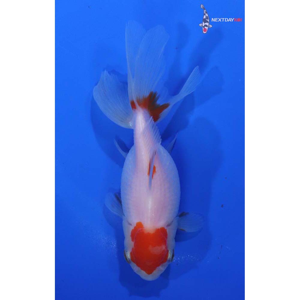 4.5” Imported Red and White Oranda