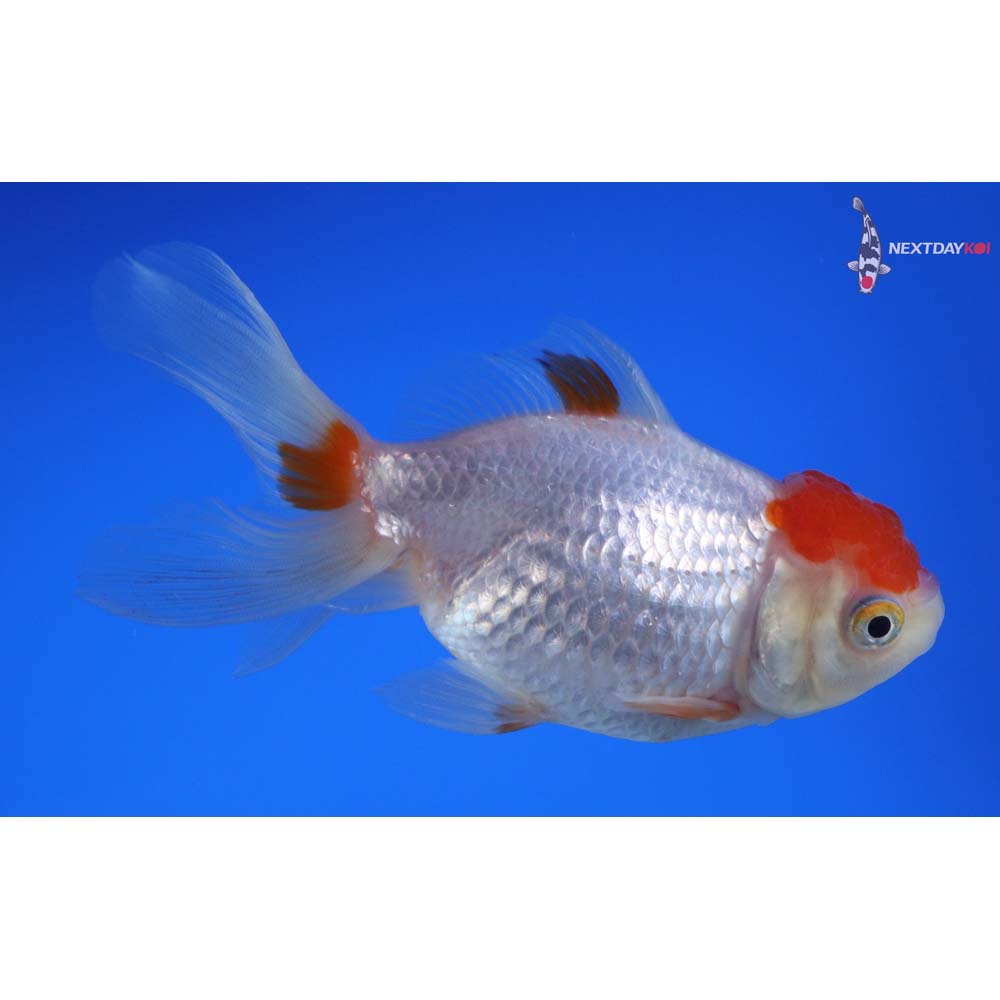 4.5” Imported Red and White Oranda