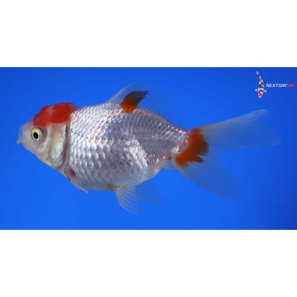 4.5” Imported Red and White Oranda