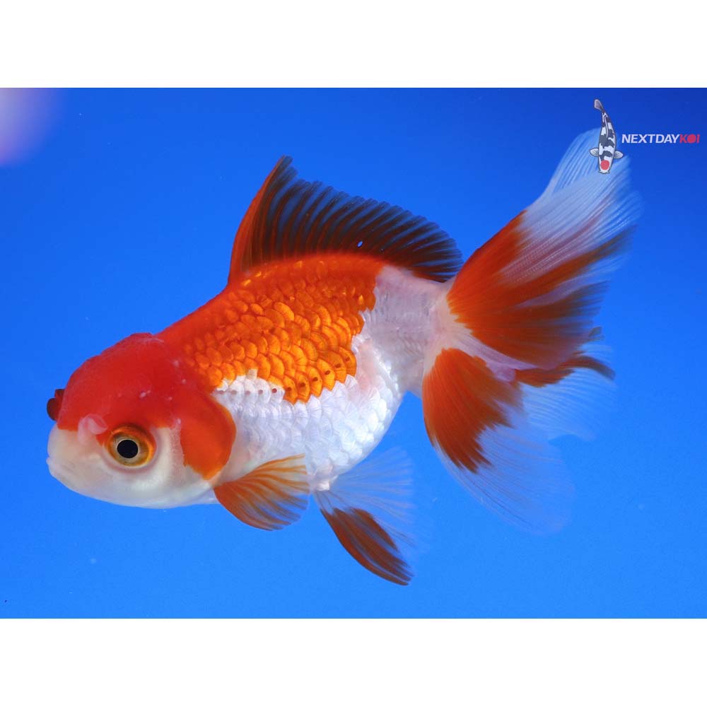 4.5” Imported Red and White Oranda