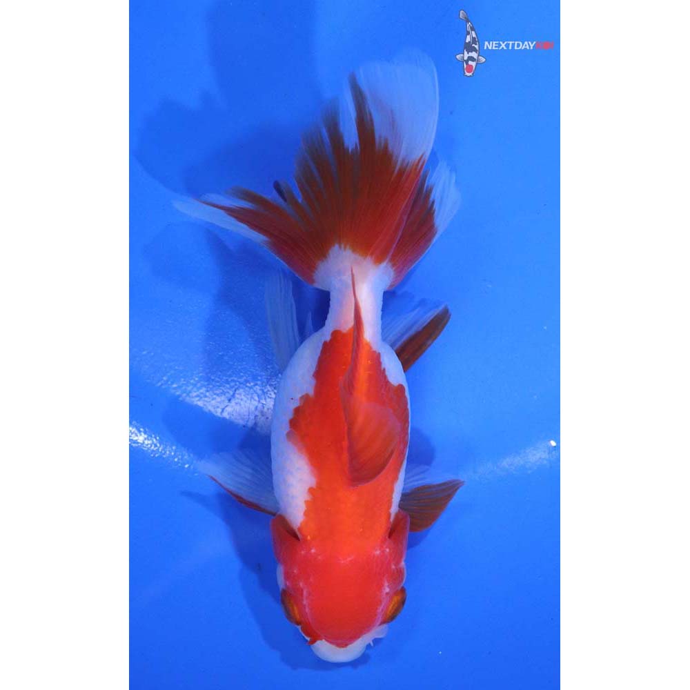 4.5” Imported Red and White Oranda