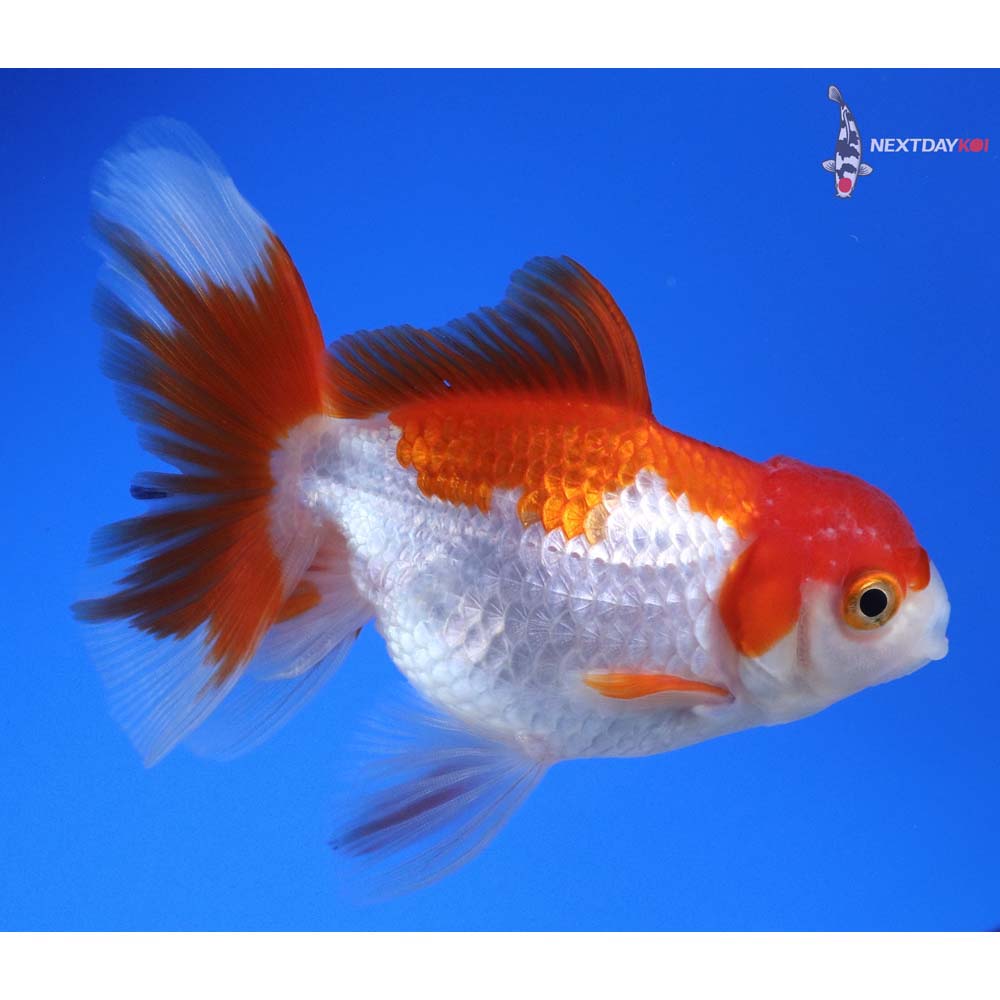 4.5” Imported Red and White Oranda