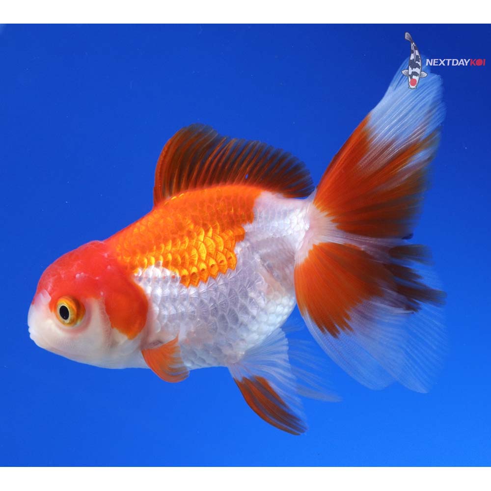 4.5” Imported Red and White Oranda