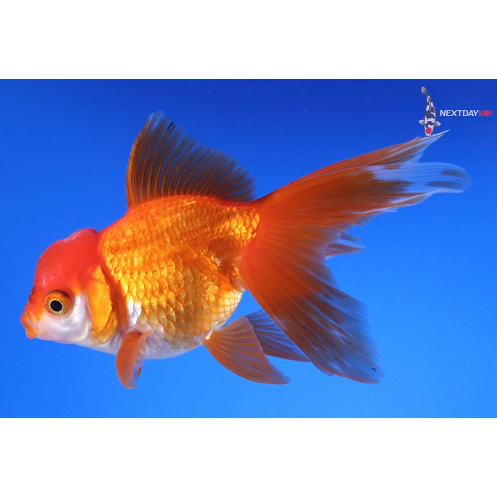 5” Imported Red and White Oranda