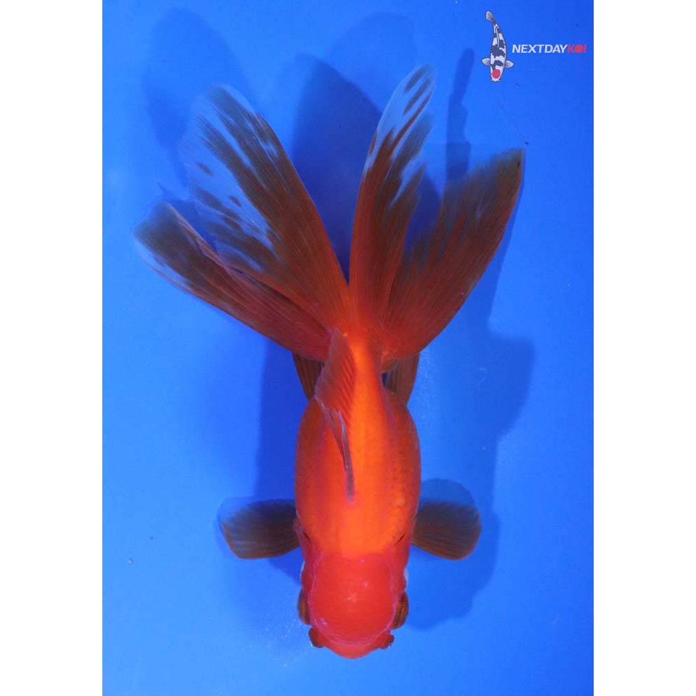 5” Imported Red and White Oranda