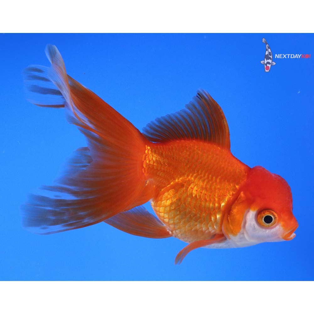 5” Imported Red and White Oranda