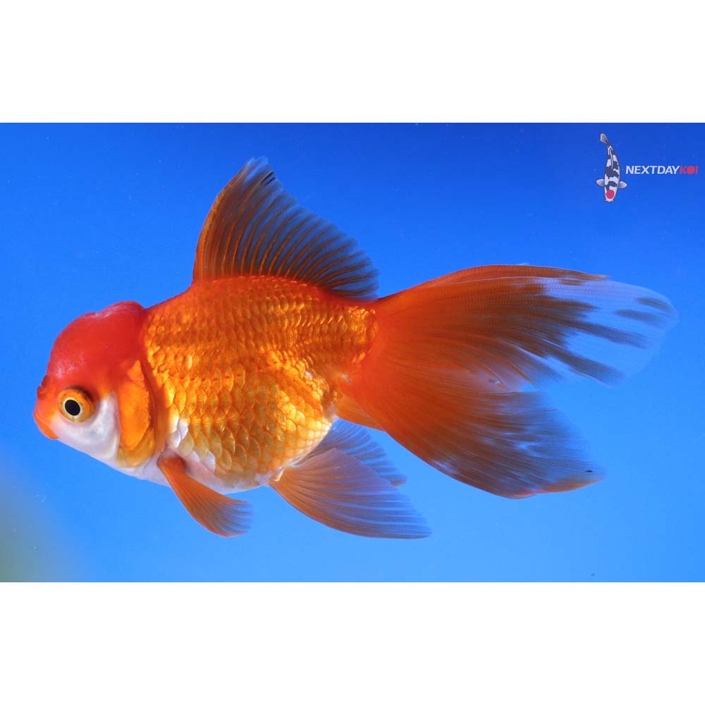 5” Imported Red and White Oranda