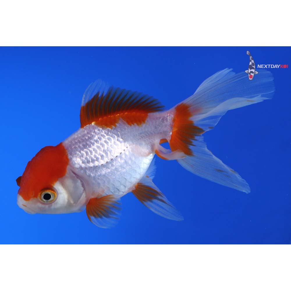 4.5” Imported Red and White Oranda