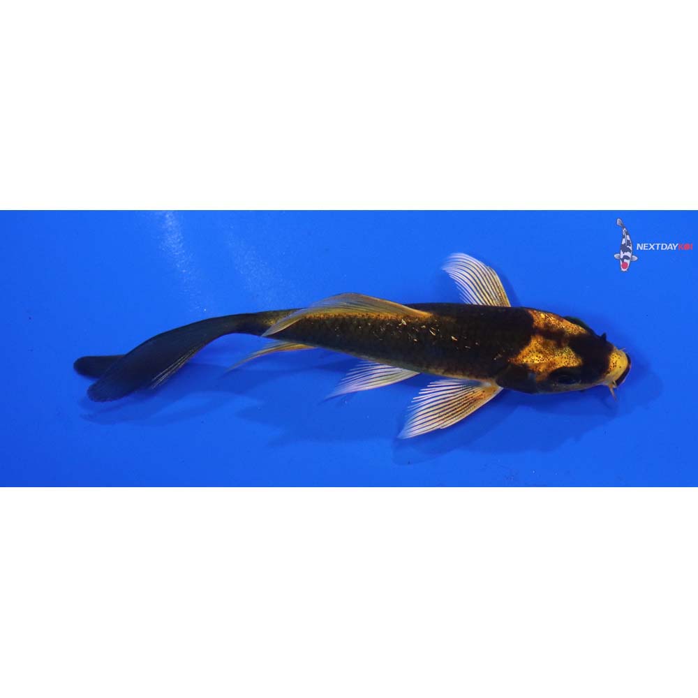 3.5” Imported Ki Matsuba Butterfly Koi