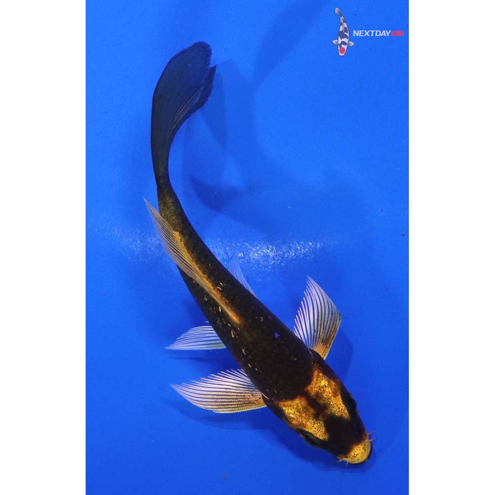 3.5” Imported Ki Matsuba Butterfly Koi