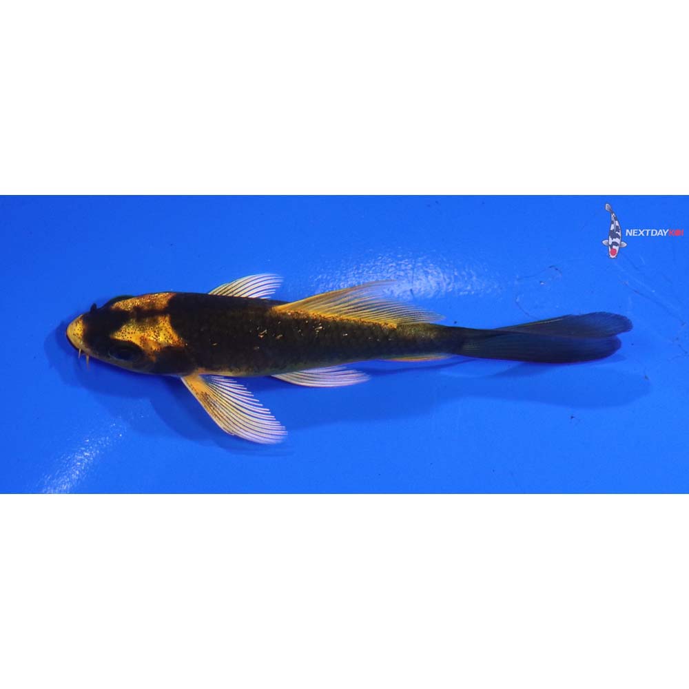 3.5” Imported Ki Matsuba Butterfly Koi