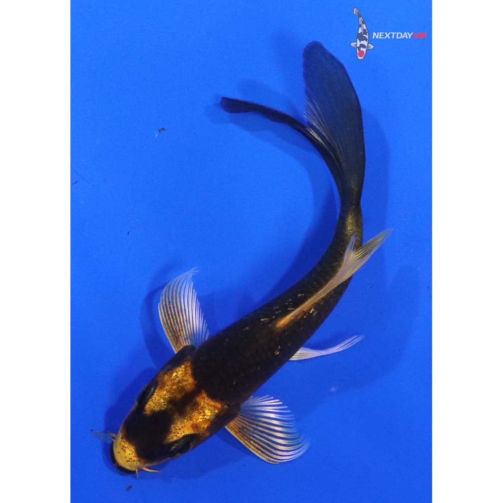 3.5” Imported Ki Matsuba Butterfly Koi