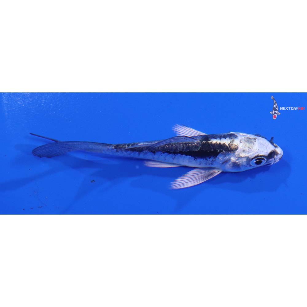 3” Imported Kikokuryu Butterfly Koi