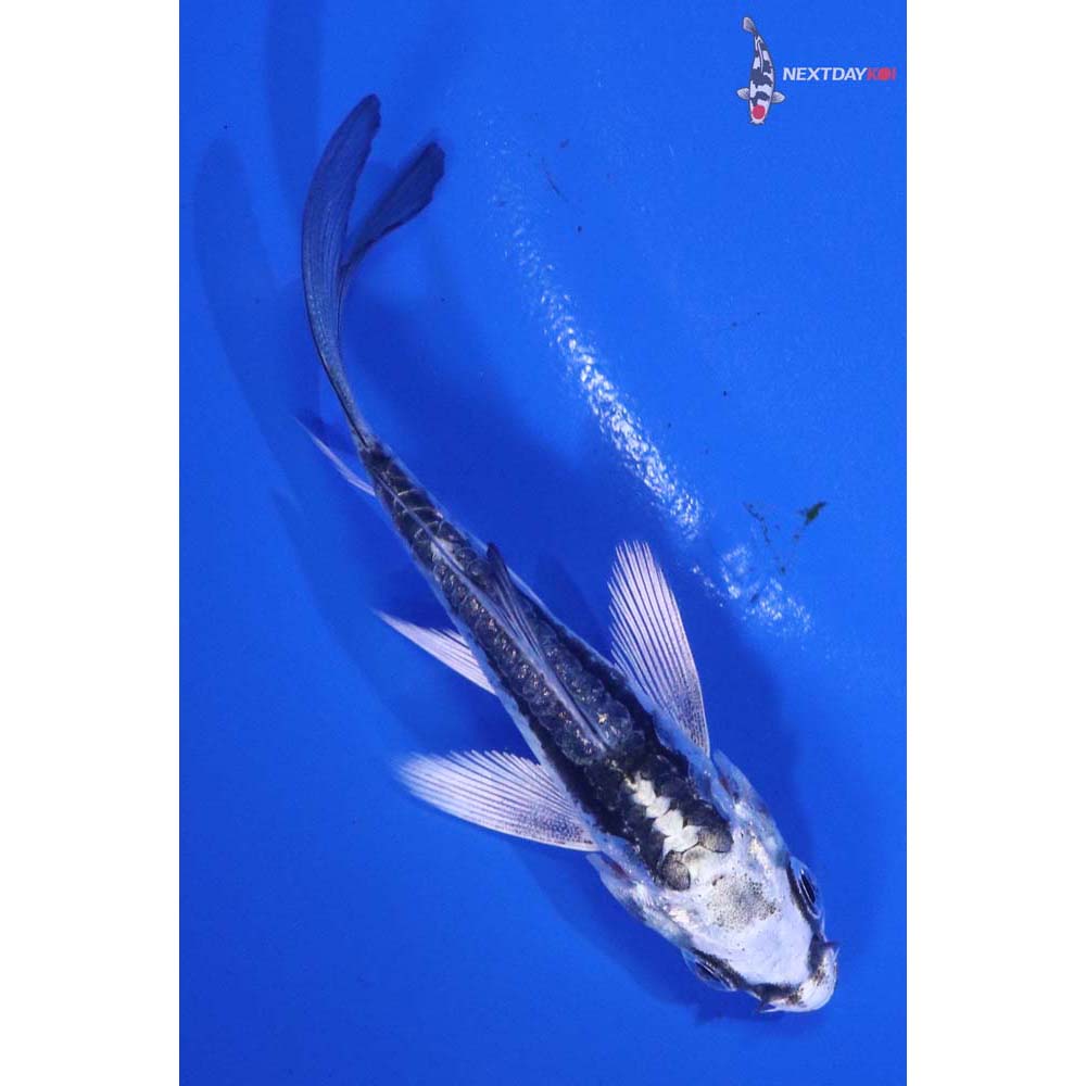 3” Imported Kikokuryu Butterfly Koi