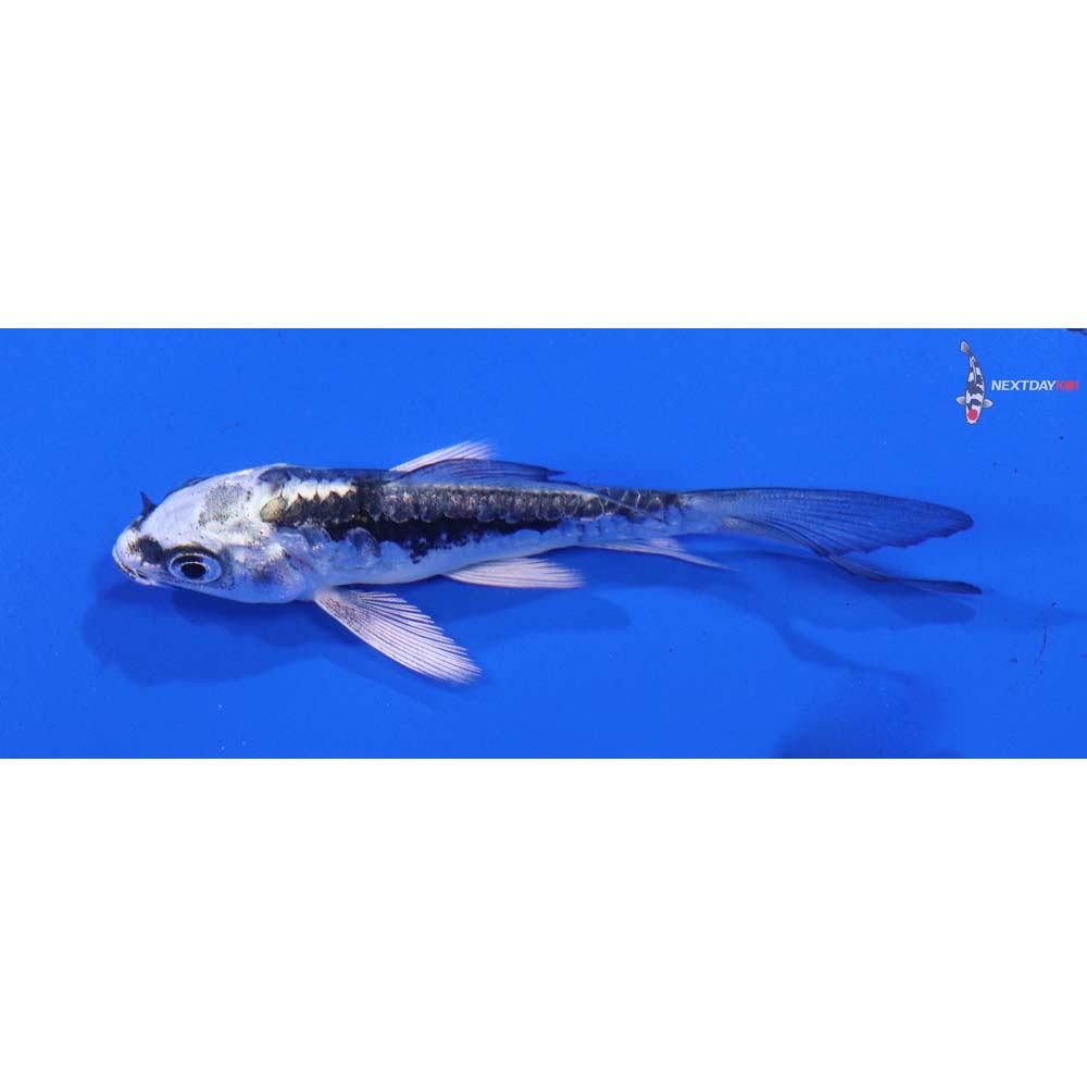 3” Imported Kikokuryu Butterfly Koi