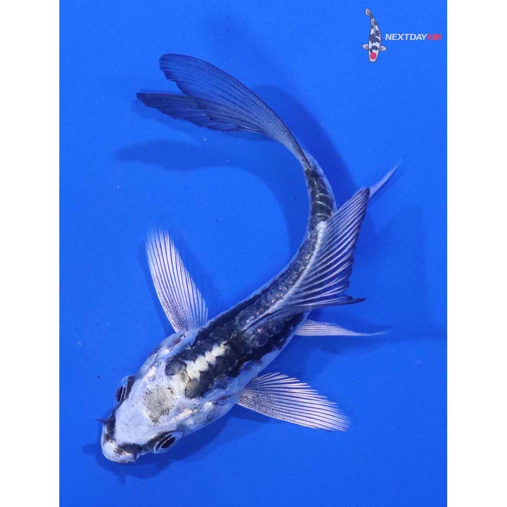 3” Imported Kikokuryu Butterfly Koi