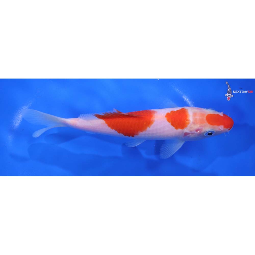 6.5” Imported Kohaku