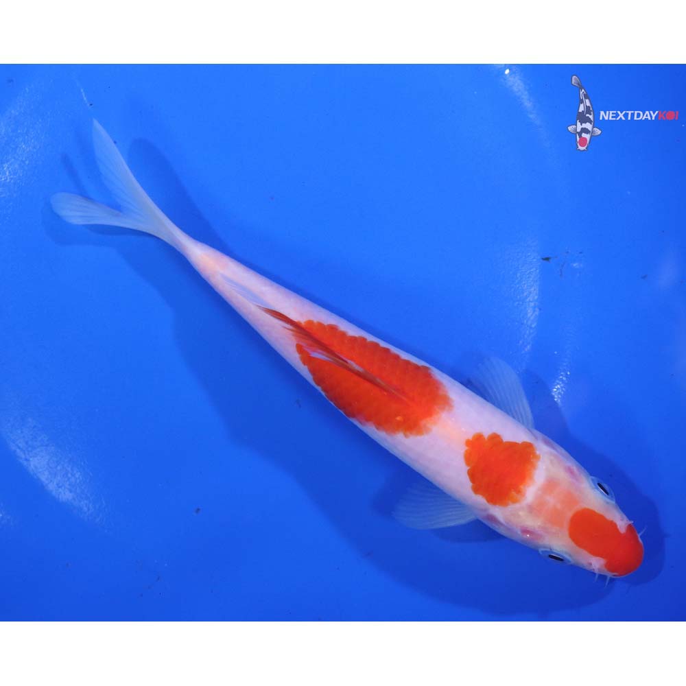 6.5” Imported Kohaku