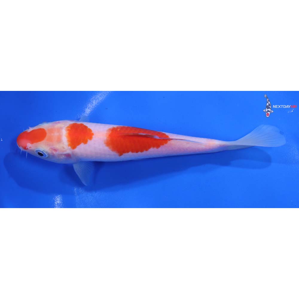 6.5” Imported Kohaku
