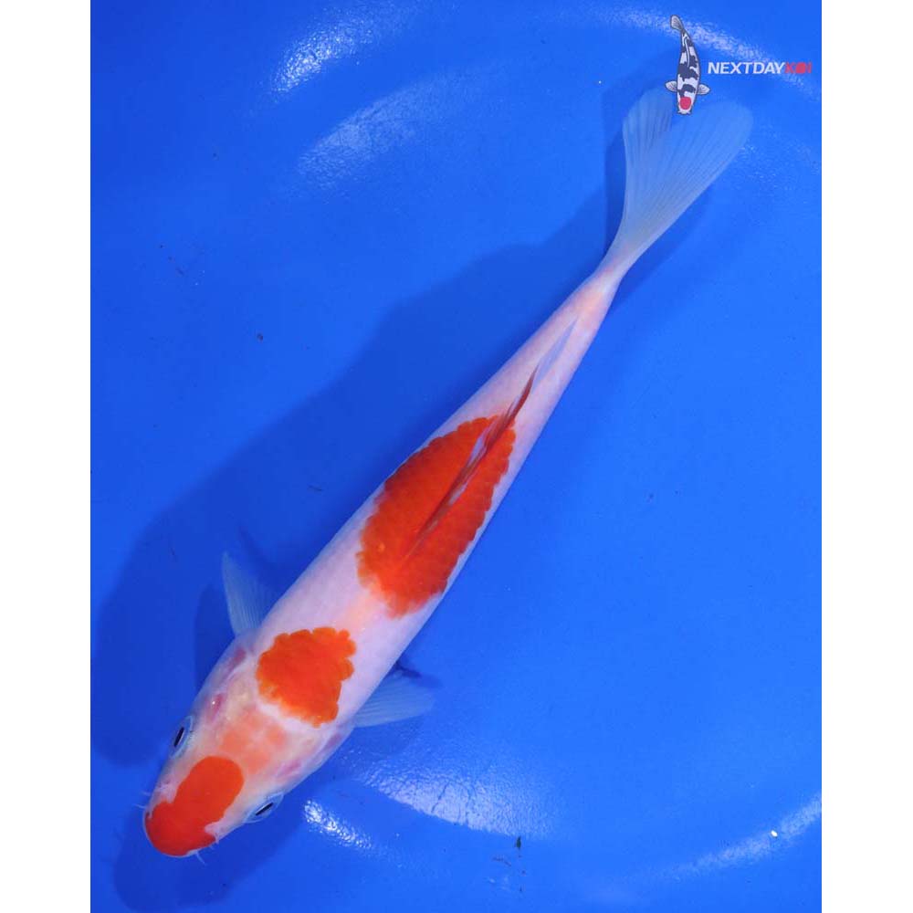 6.5” Imported Kohaku