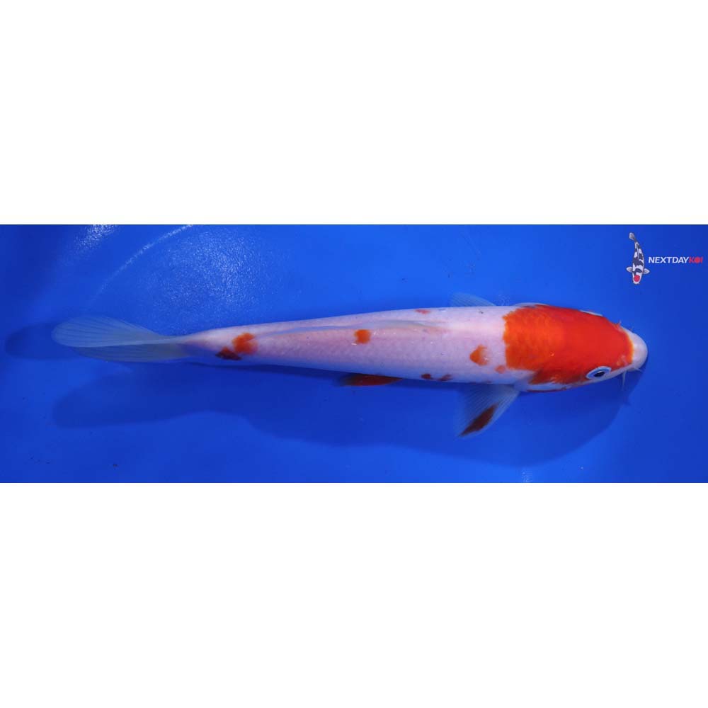 7” Imported Kohaku