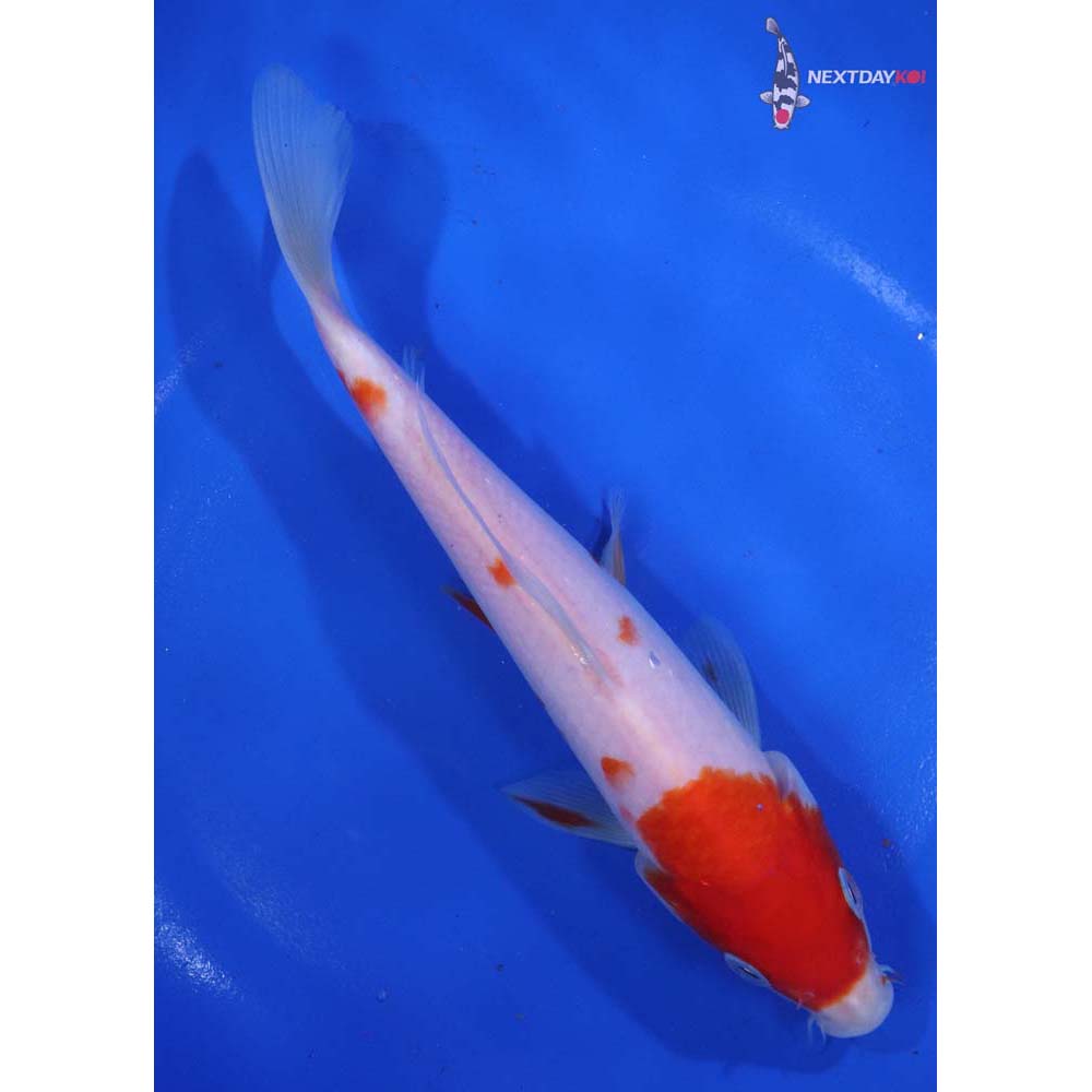 7” Imported Kohaku