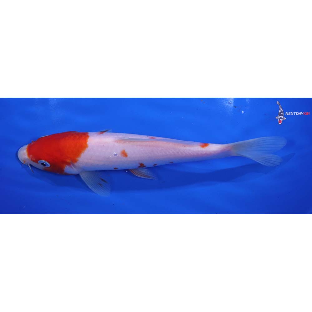 7” Imported Kohaku