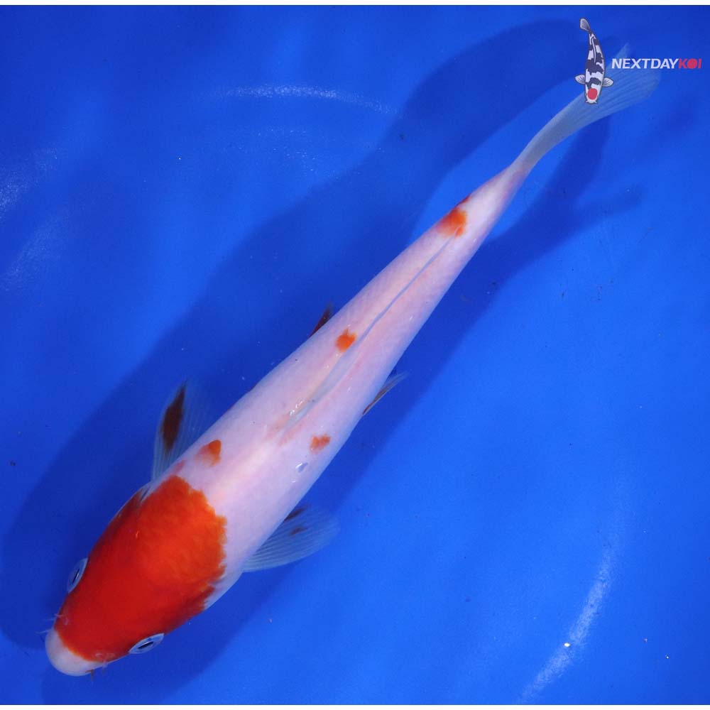 7” Imported Kohaku