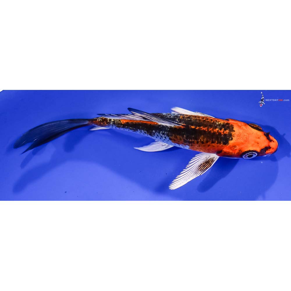 5.5” Imported Kujaku Butterfly Koi