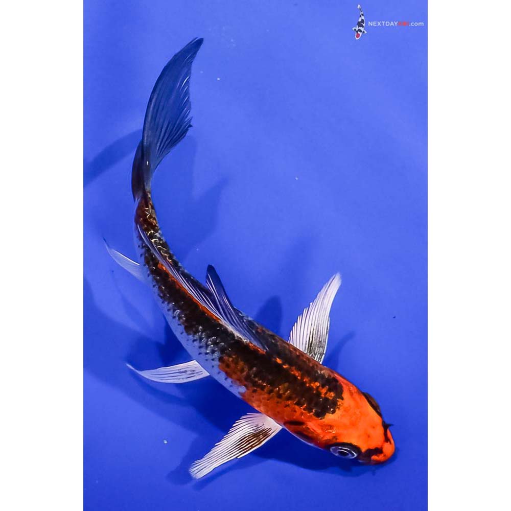 5.5” Imported Kujaku Butterfly Koi
