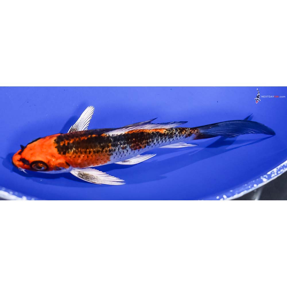 5.5” Imported Kujaku Butterfly Koi