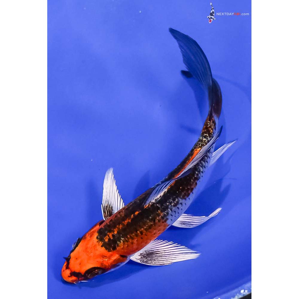 5.5” Imported Kujaku Butterfly Koi