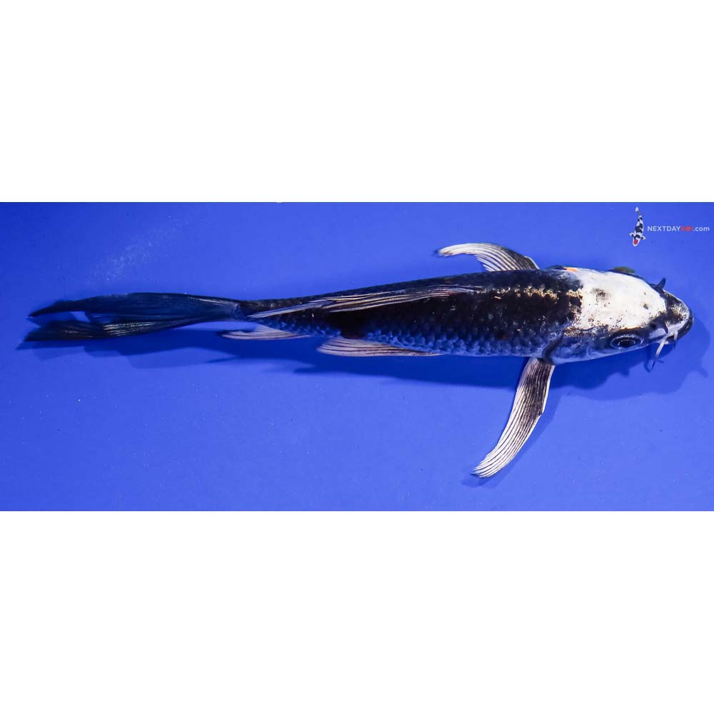 6” Imported Kujaku Butterfly Koi