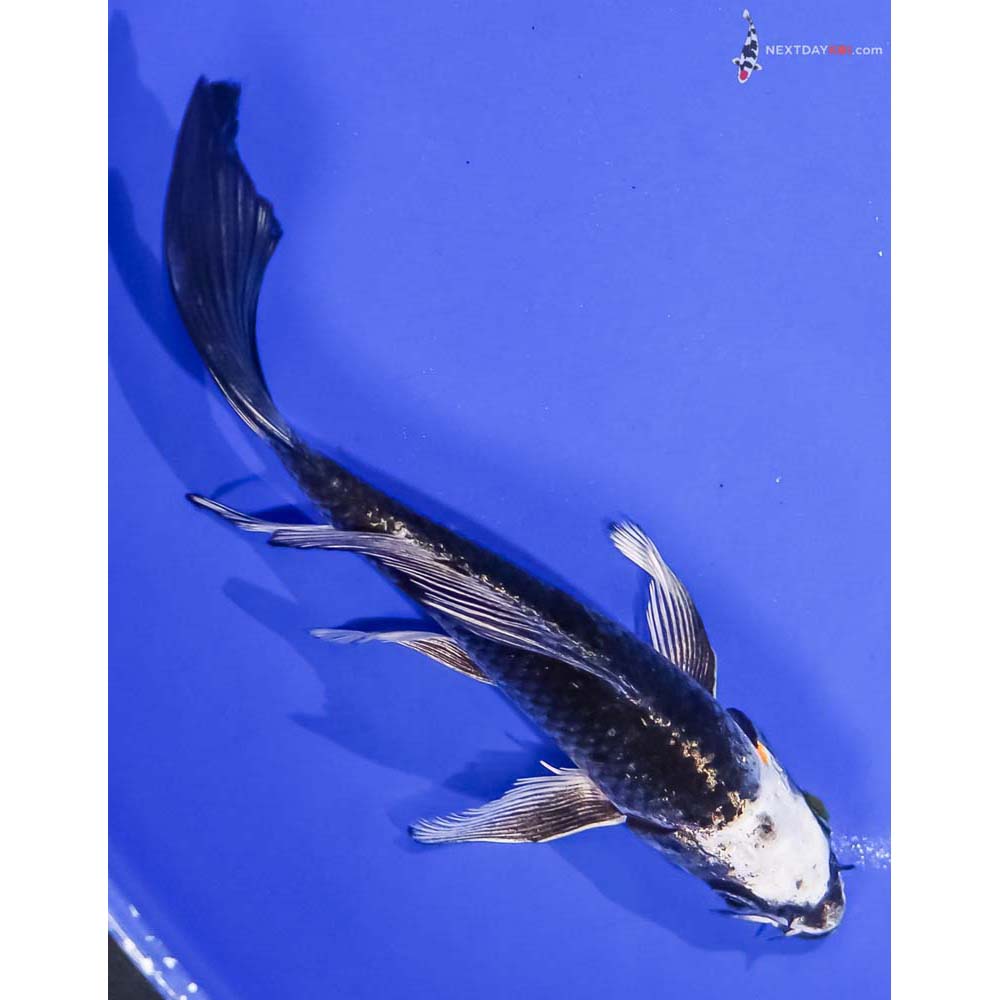6” Imported Kujaku Butterfly Koi