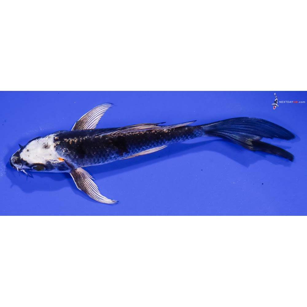 6” Imported Kujaku Butterfly Koi