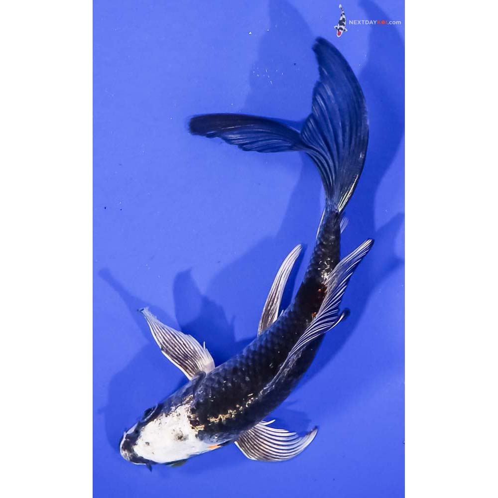 6” Imported Kujaku Butterfly Koi