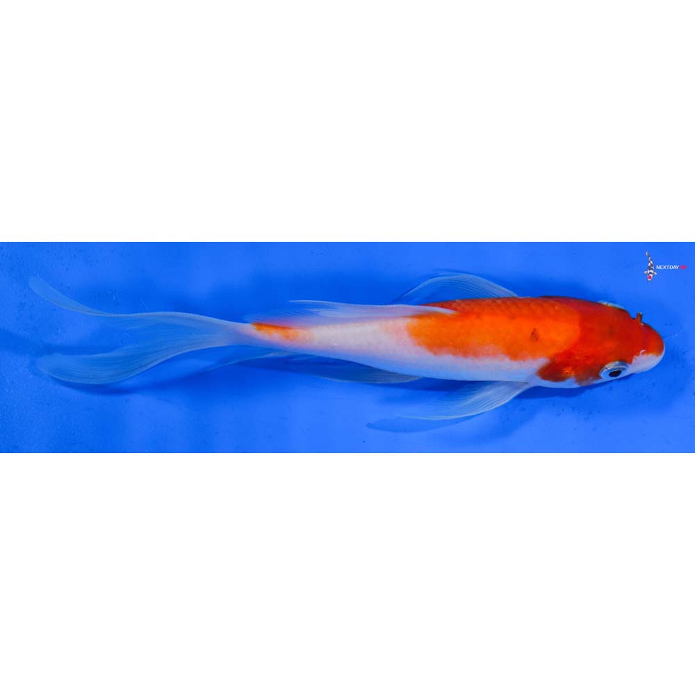 7” Imported Sanke Butterfly Koi