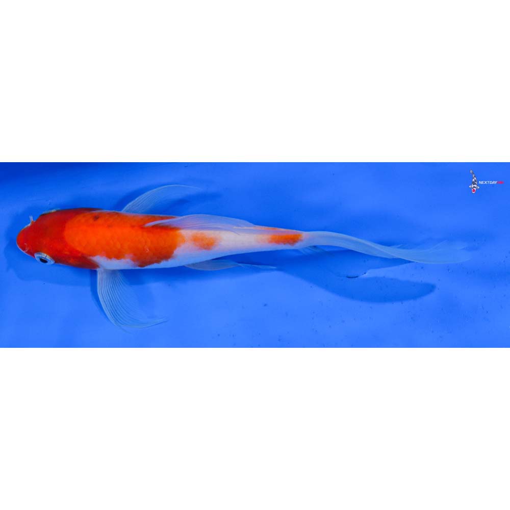 7” Imported Sanke Butterfly Koi